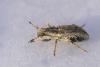 Sitona sp.